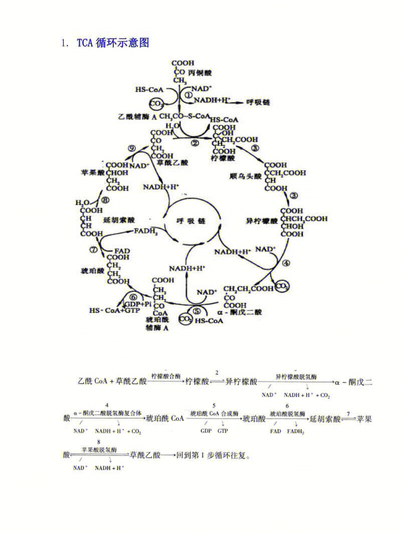 柠檬酸循环高中图解图片