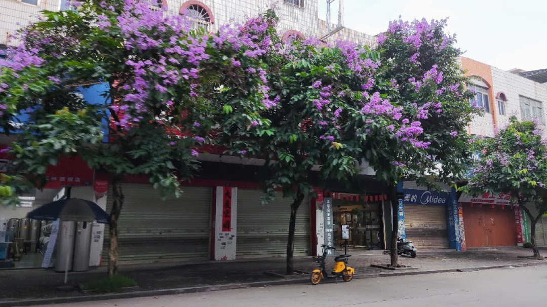 蓝楹花