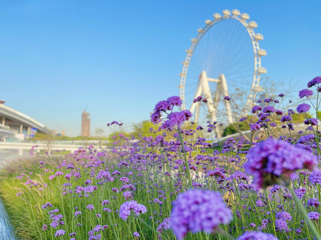 临城花海摩天轮图片