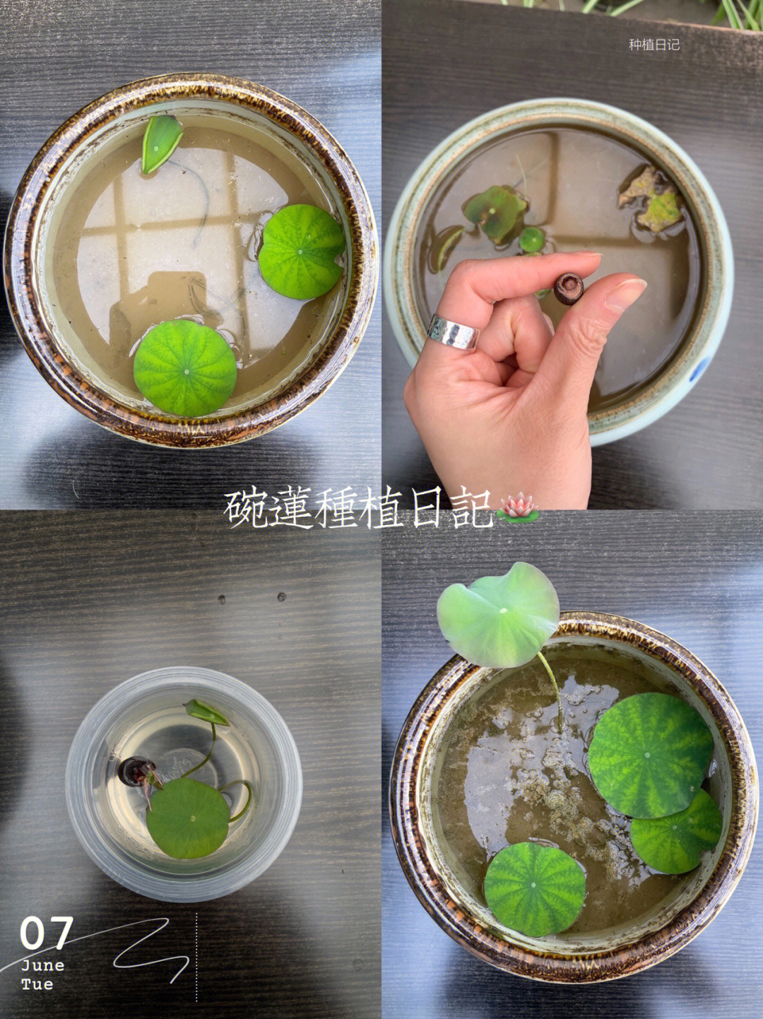 纯水培碗莲的种植方法图片