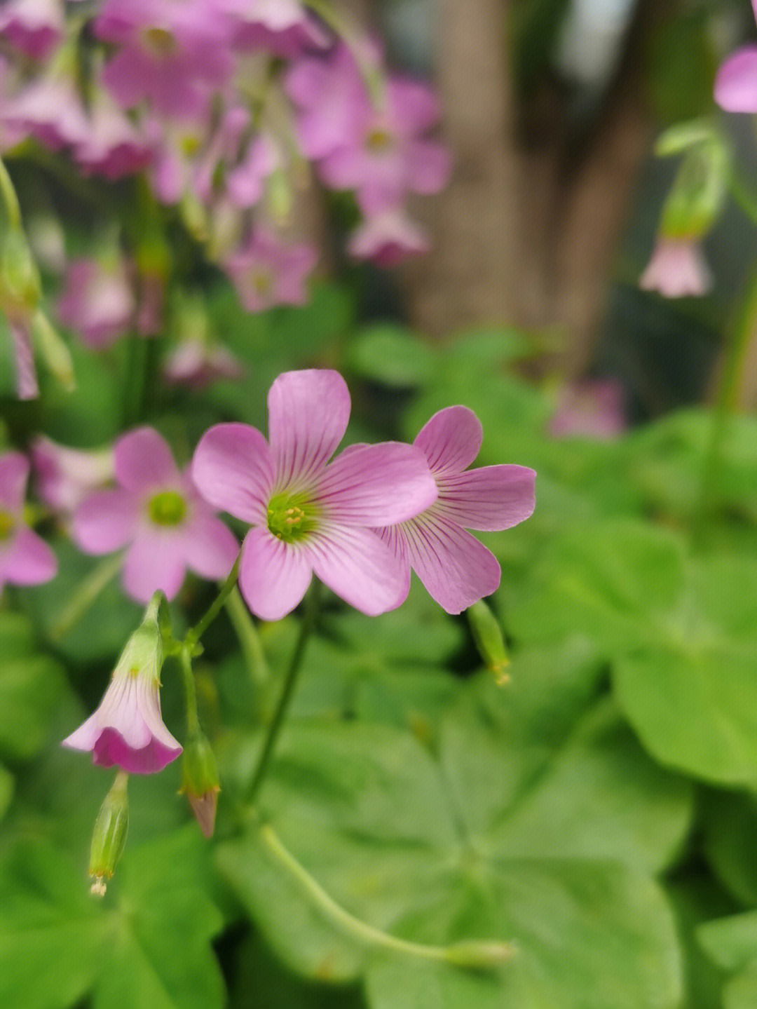 春天里的野花