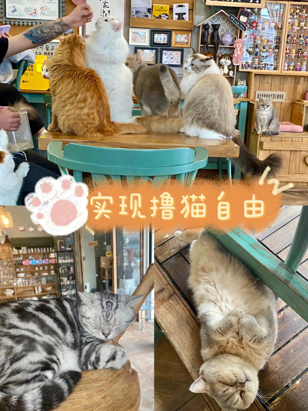 威海猫咖找猫幸福猫咪咖啡馆