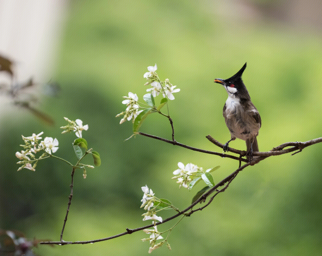 鸟和花#鸟#写生素材