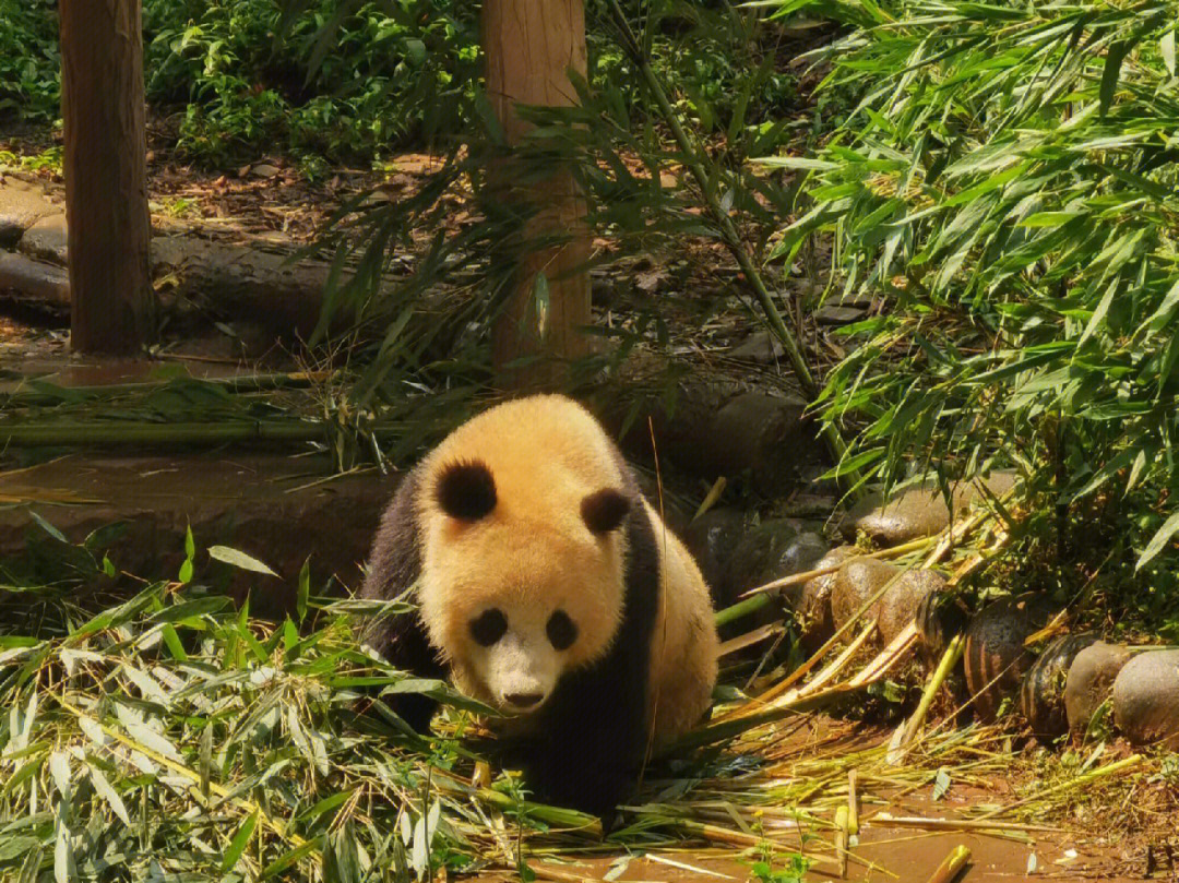 雅安熊猫绿岛公园简介图片