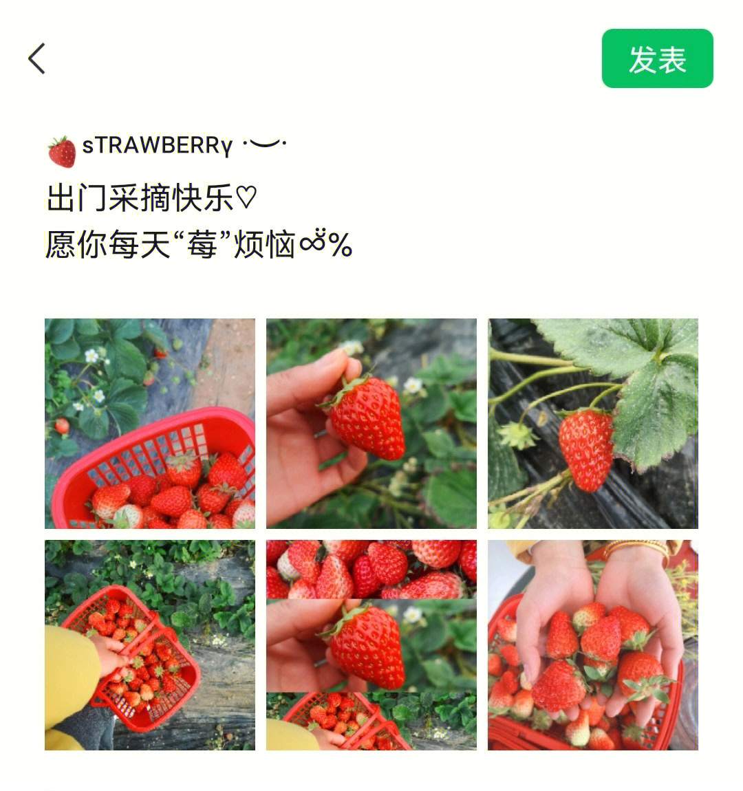 全网最全摘草莓文案朋友圈分享