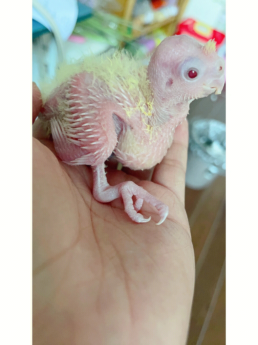 玄凤鹦鹉怀孕图片图片
