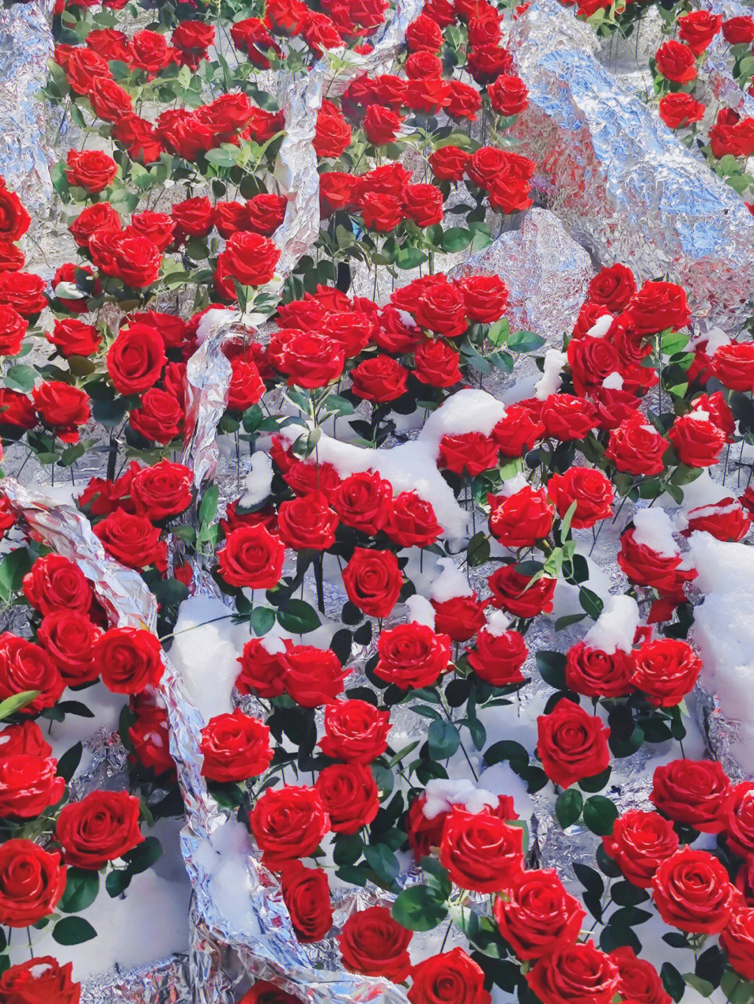 冰川玫瑰北京冬日限定浪漫