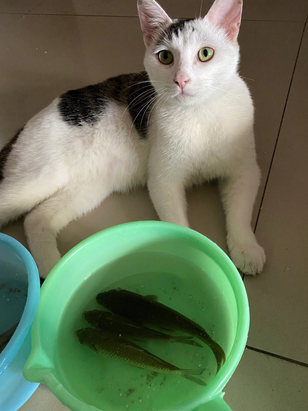 关于我家猫怕鱼这件事