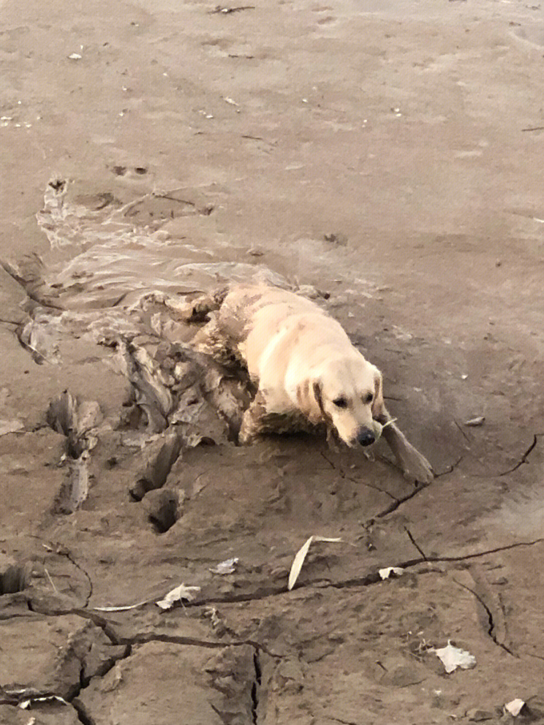 狗狗拉泥浆图片