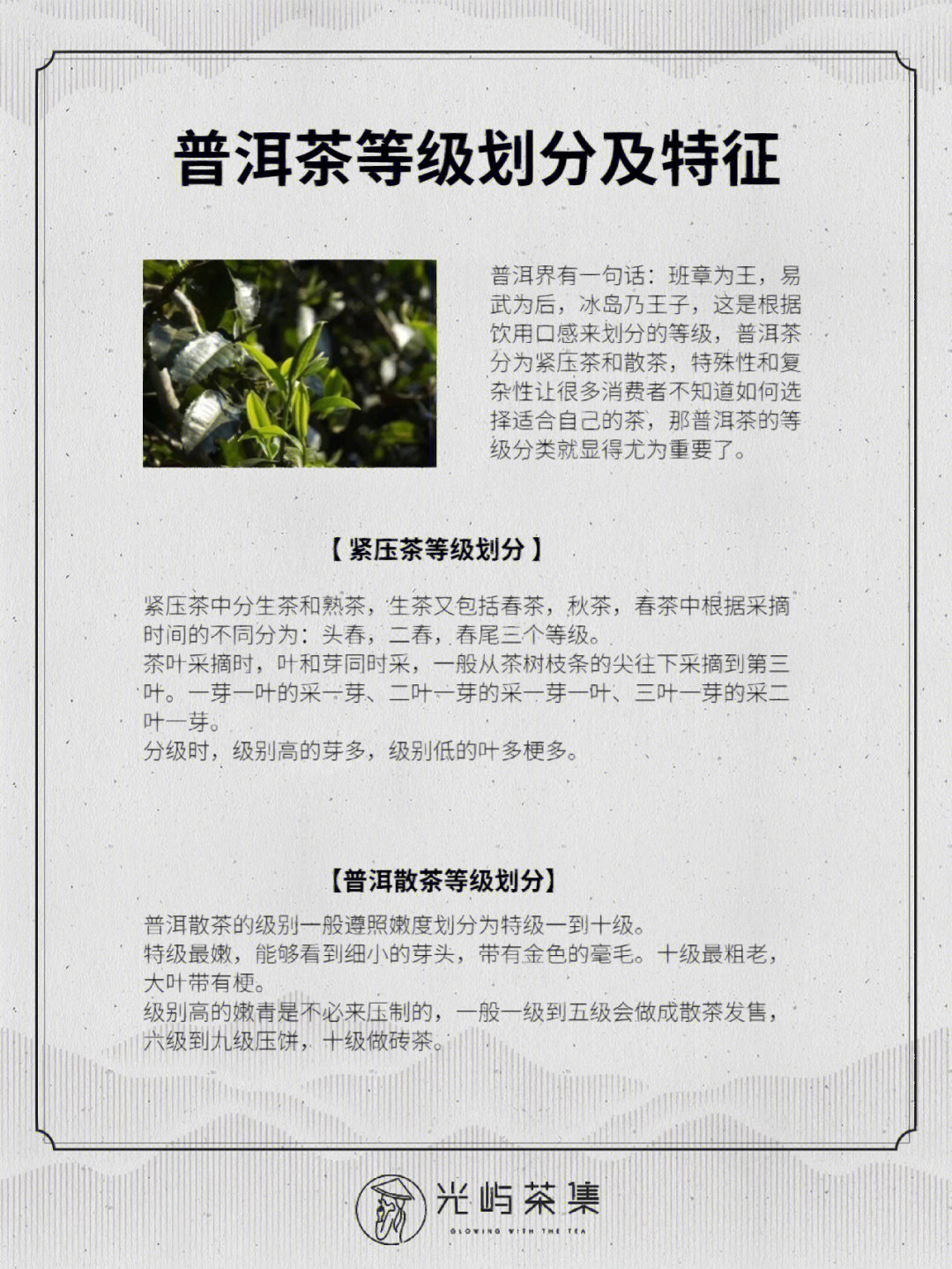 普洱茶也有等级划分你知道吗