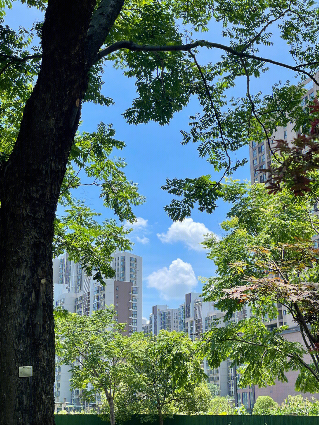 夏日蝉鸣好天气今天的云好像棉花糖