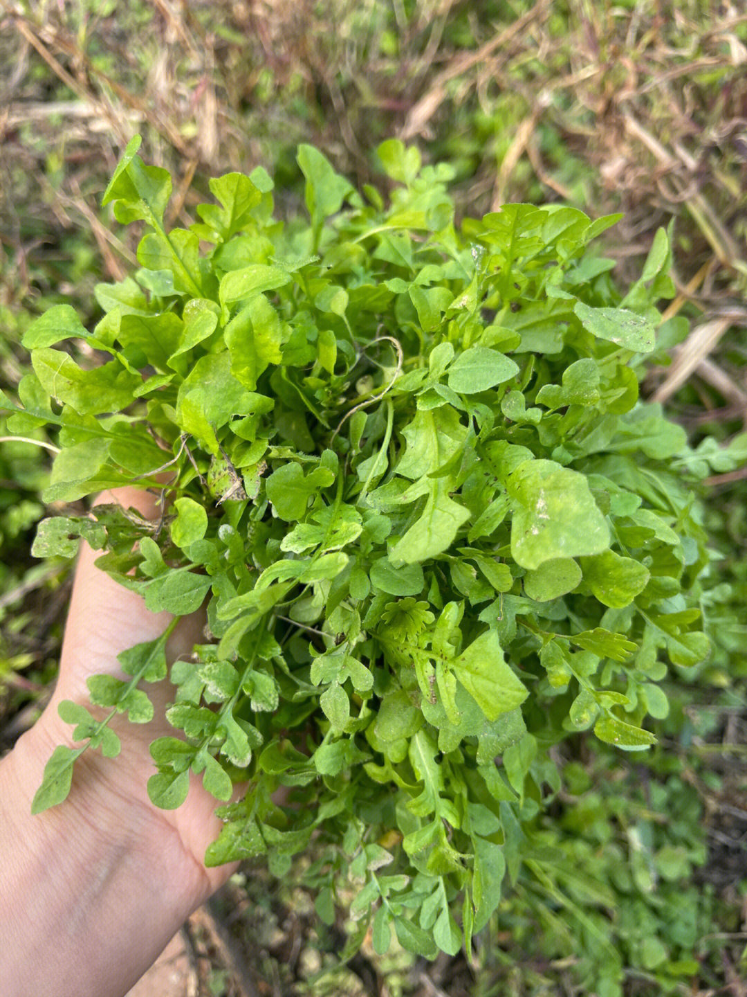 荠菜炸菜角每年秋天的心心念念