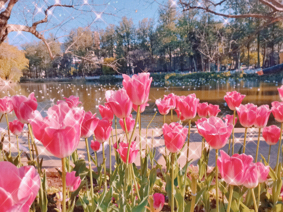 昆明免费拍郁金香花海翠湖打卡