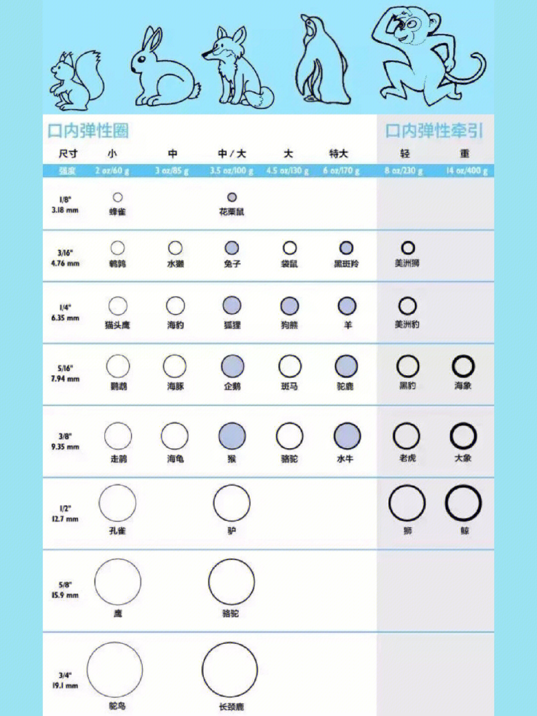 正畸皮筋型号图片