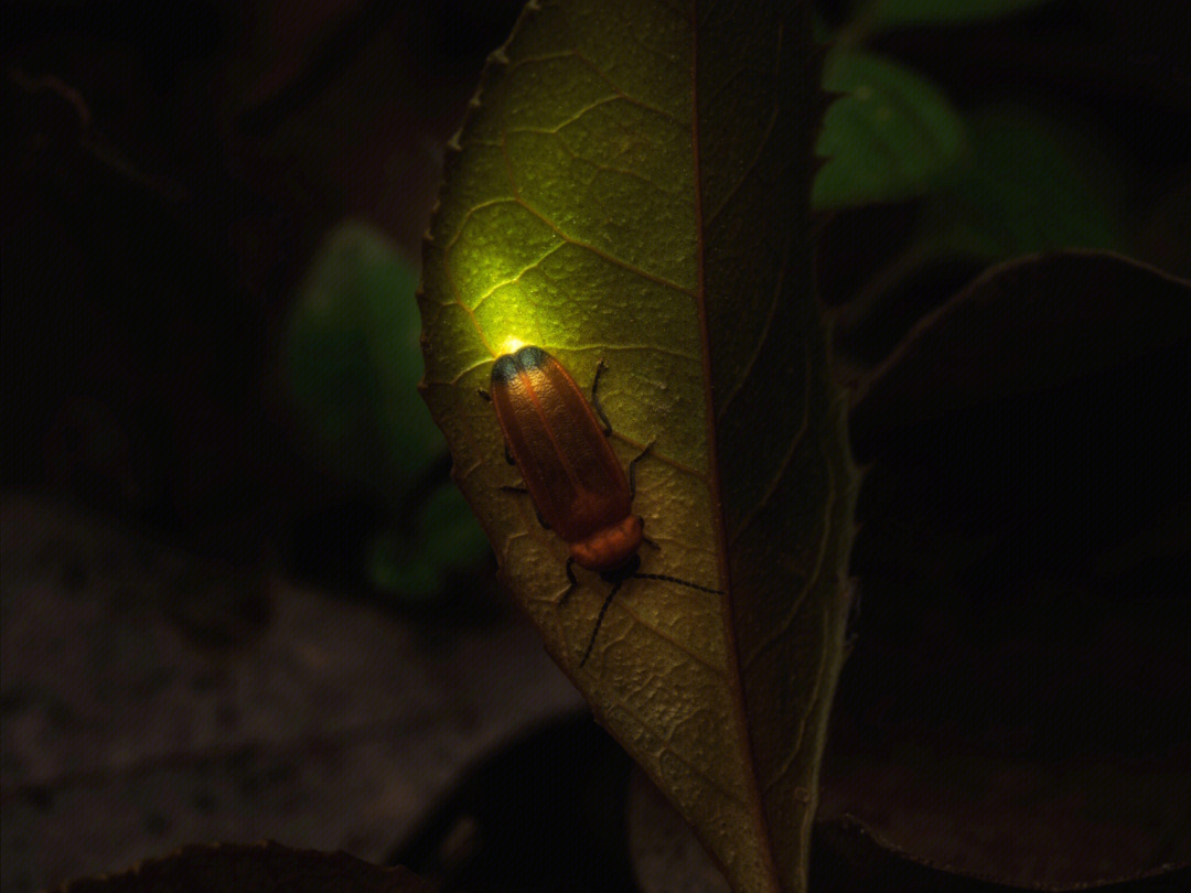 萤火虫的样子描写图片