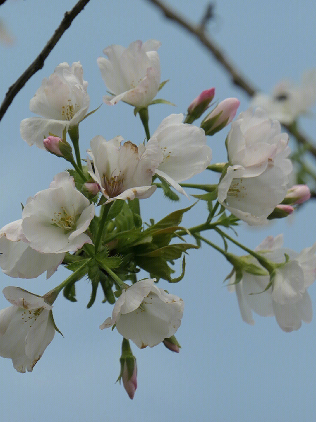 重瓣白樱花图片