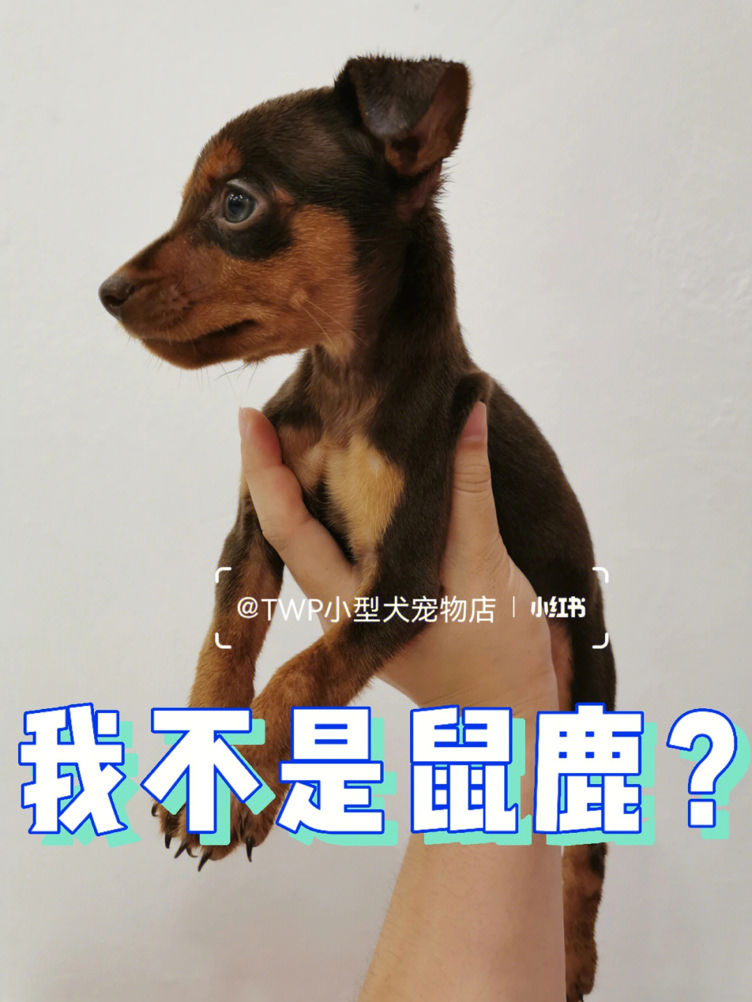 鼠鹿犬不是鼠鹿09