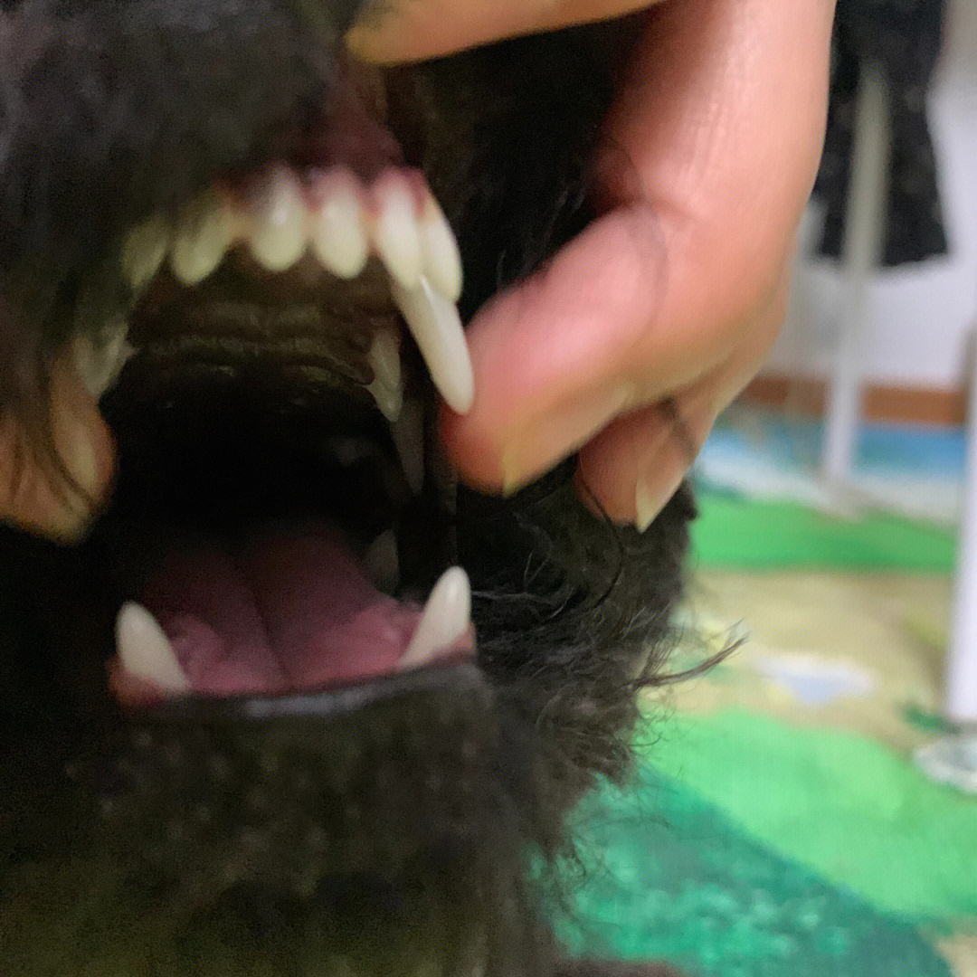 听说看牙齿可以知道狗狗多大了