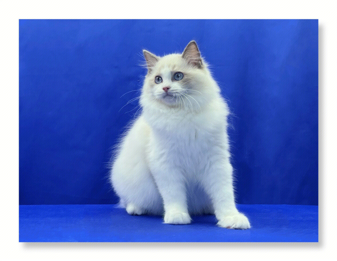 98小猫信息如下品种:双血统布偶猫颜色:蓝色花色图案:双色性别:弟弟