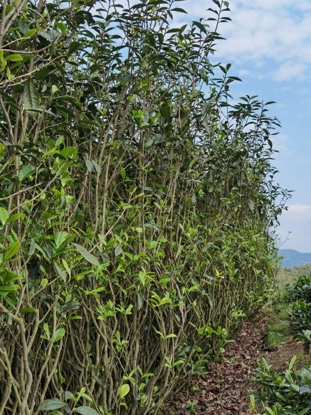 福建大洋山生态白茶图片