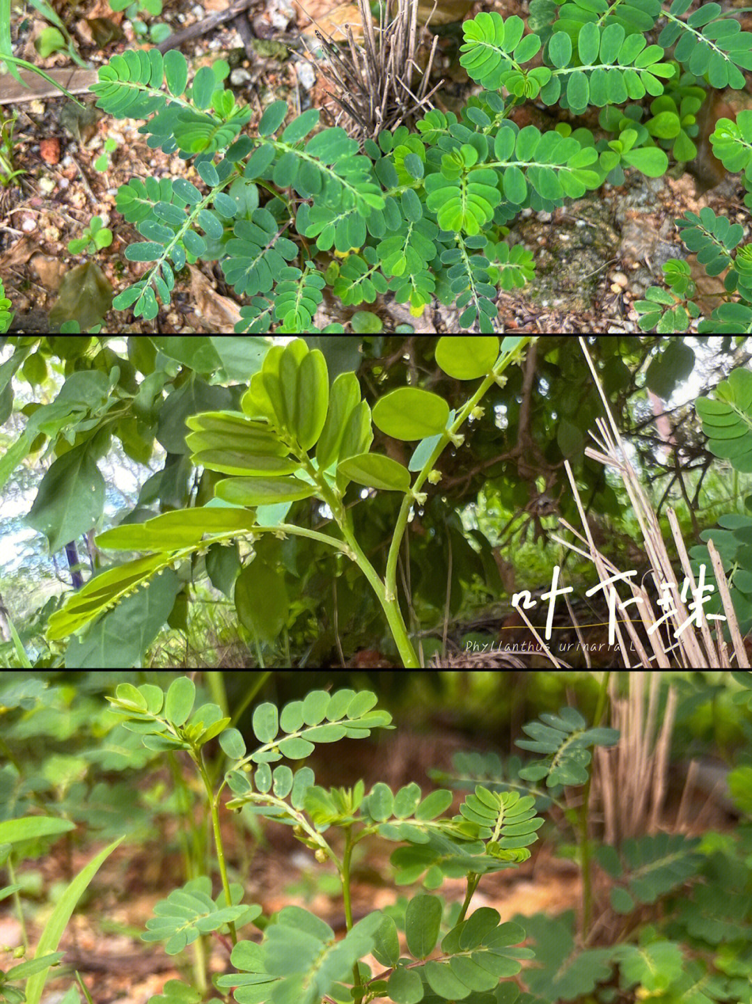 明目草的别名图片