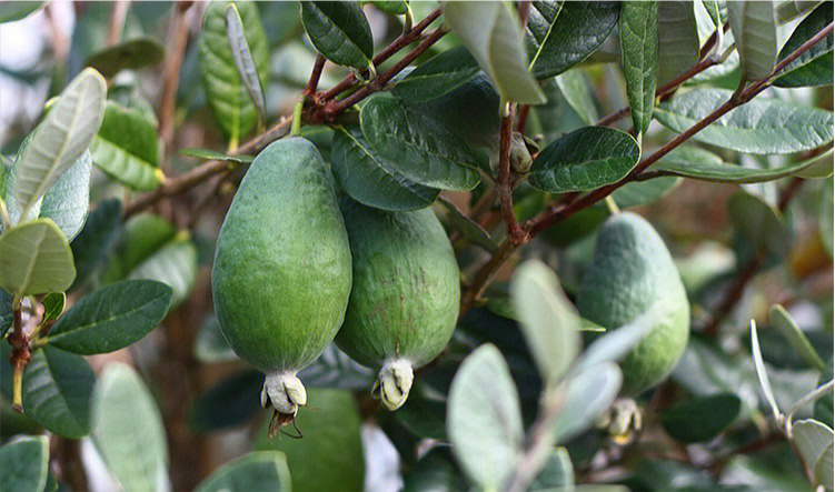 菲油果冬天养护图片