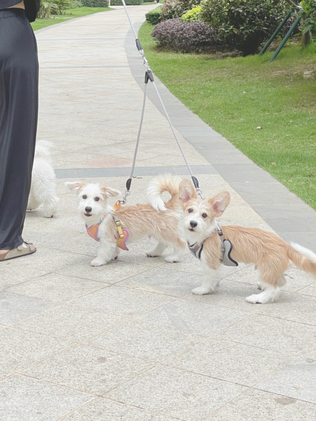 银狐犬和比熊杂交品种图片