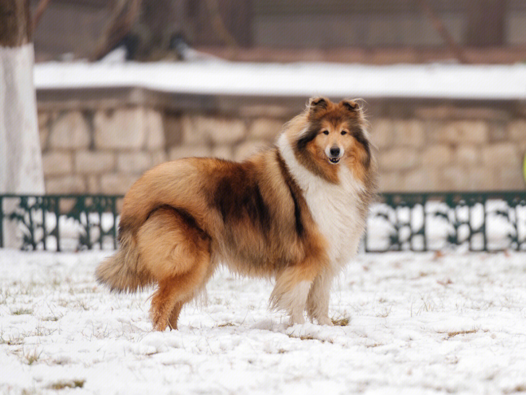 英系苏牧#苏格兰牧羊犬