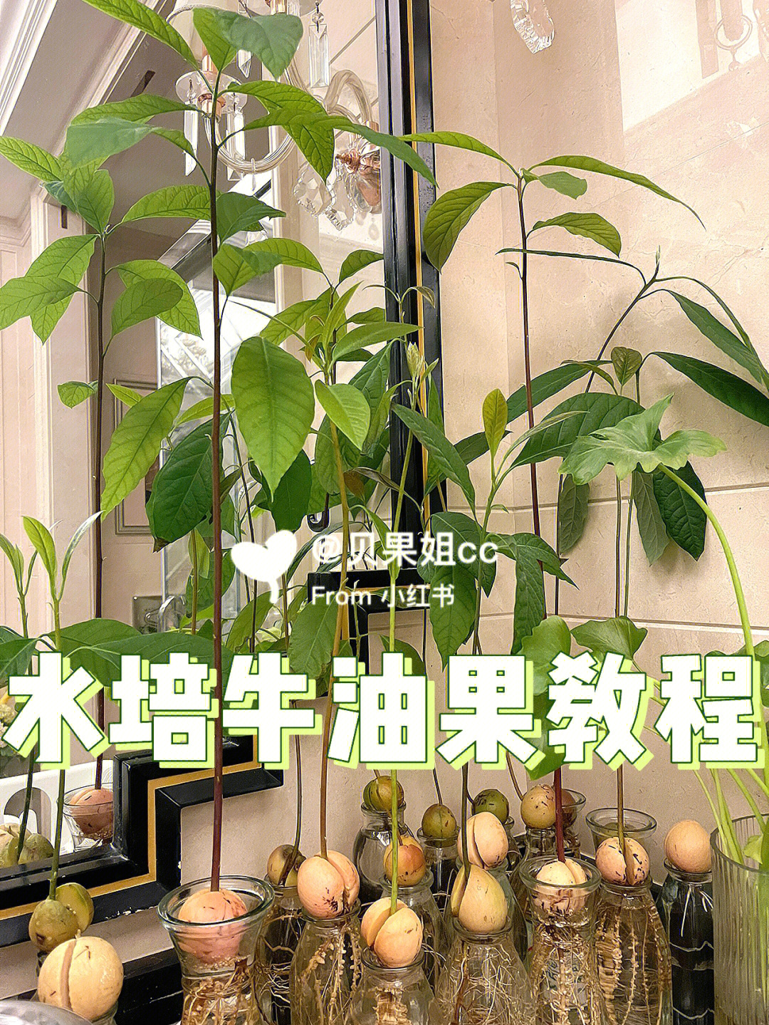 牛油果盆栽种植方法图片