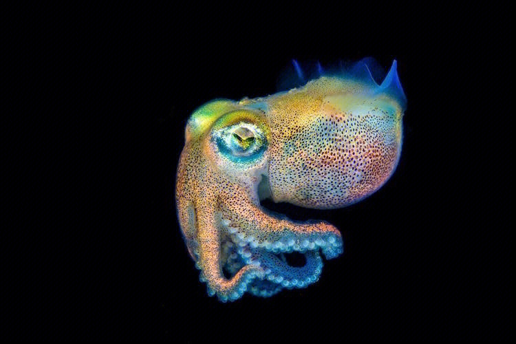 夏威夷短尾鱿鱼bobtailsquid