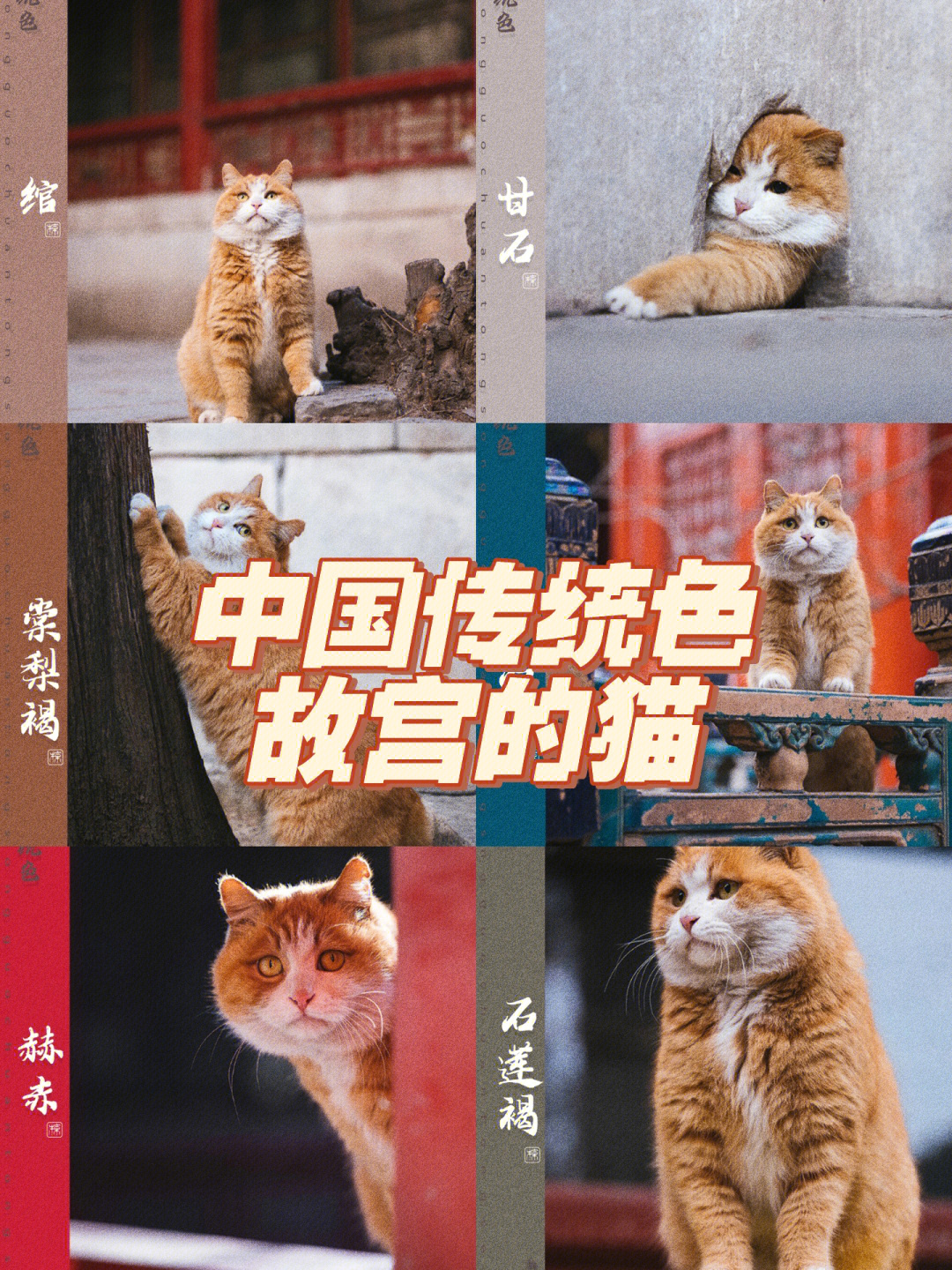 中国传统色故宫的猫