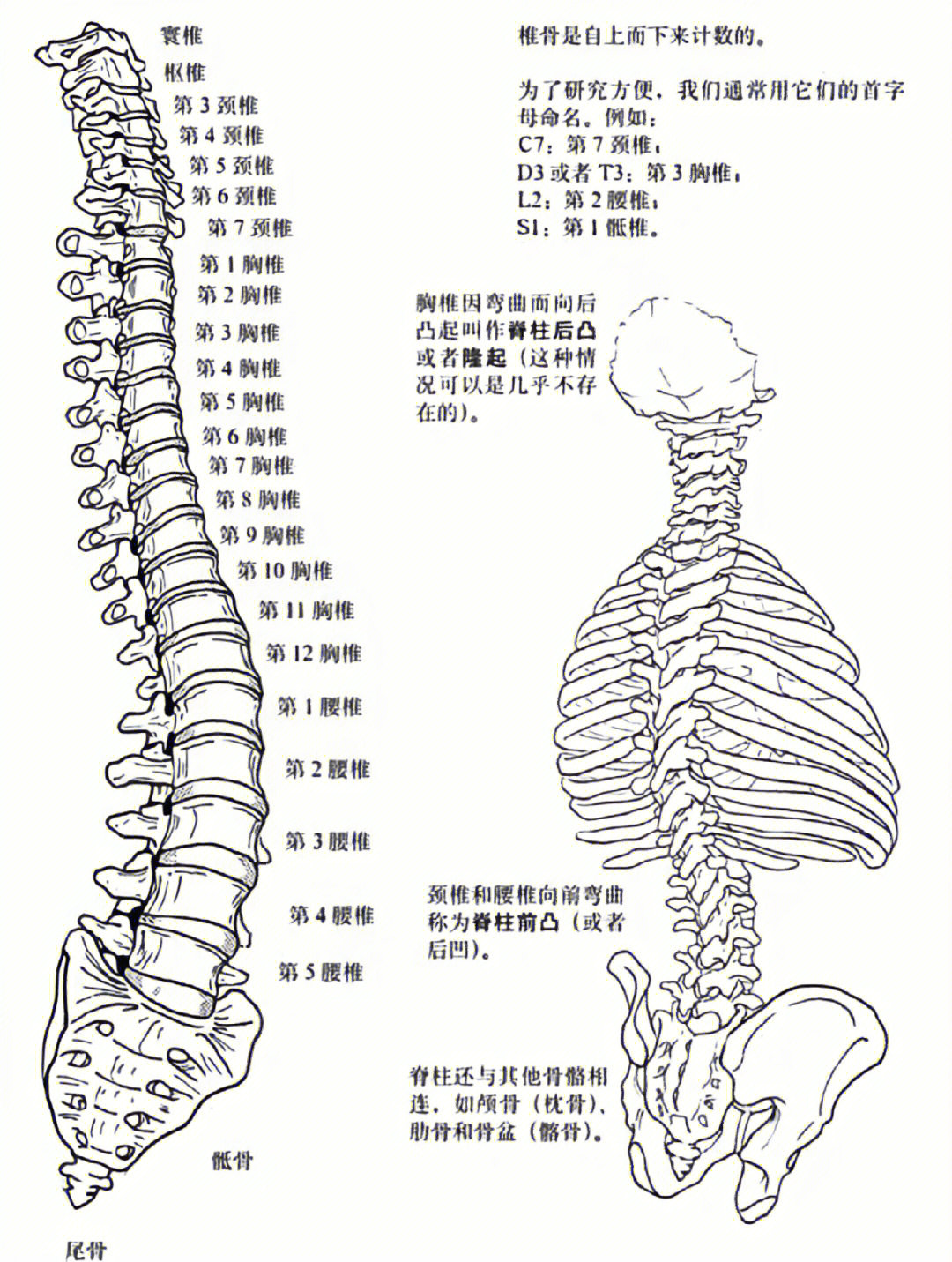 是我们人体骨骼中最重要的部分,由26块椎骨组成包括7节颈椎,12节胸椎