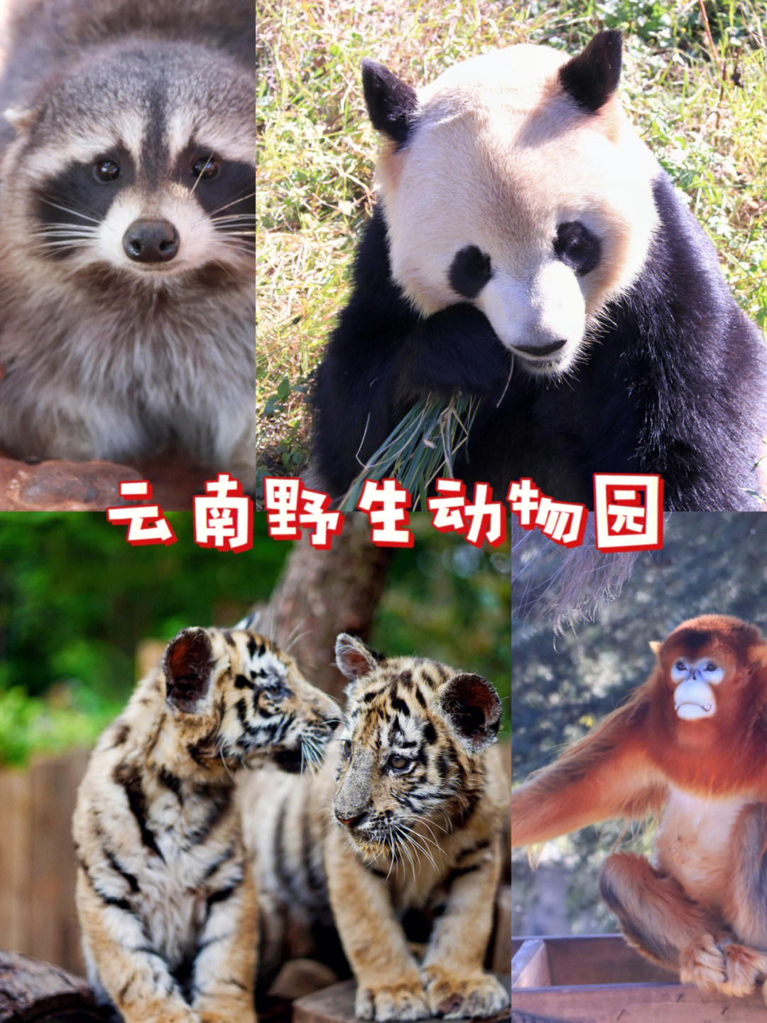 云南野生动物园有多大图片