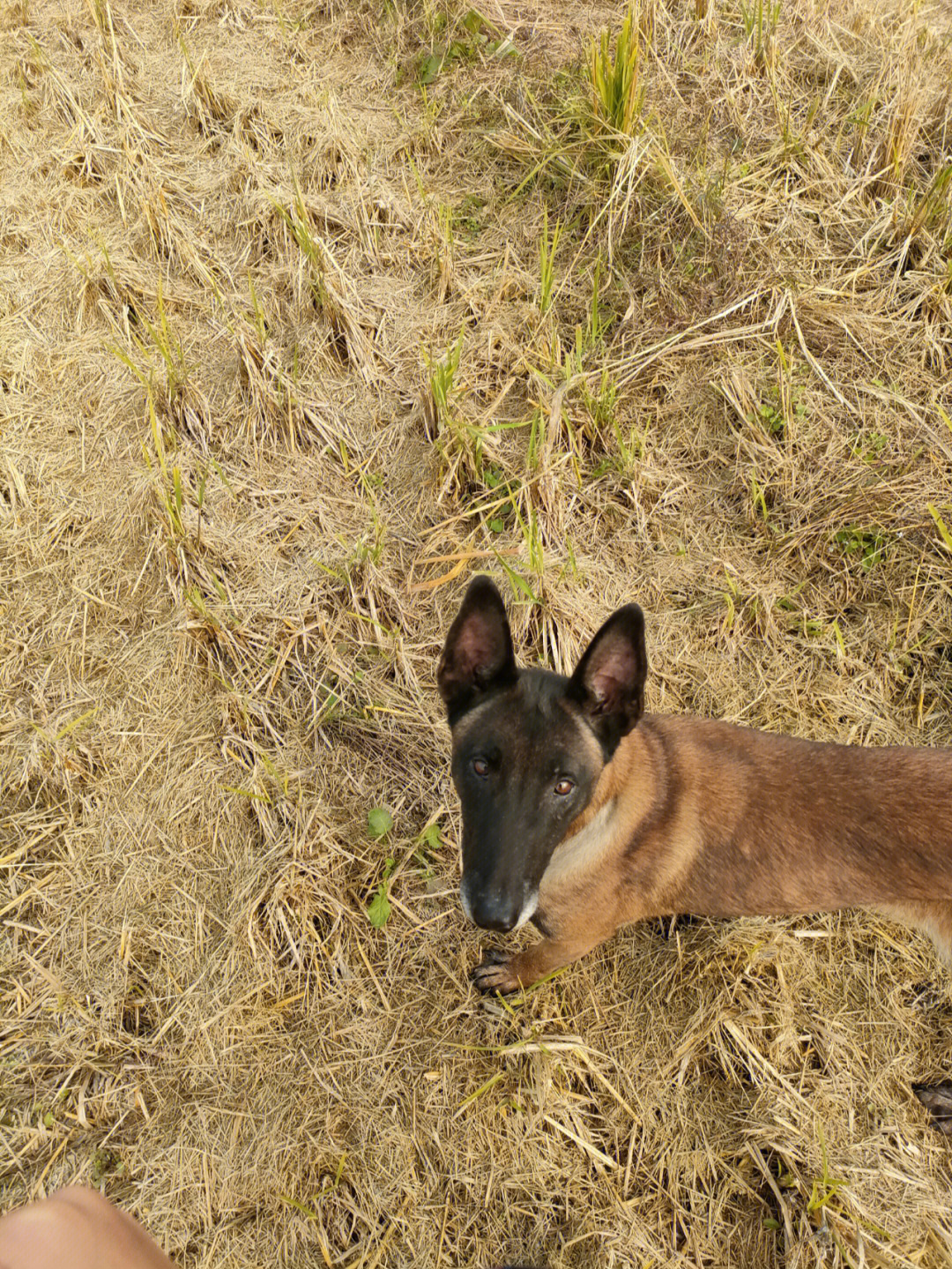 马犬介绍图片