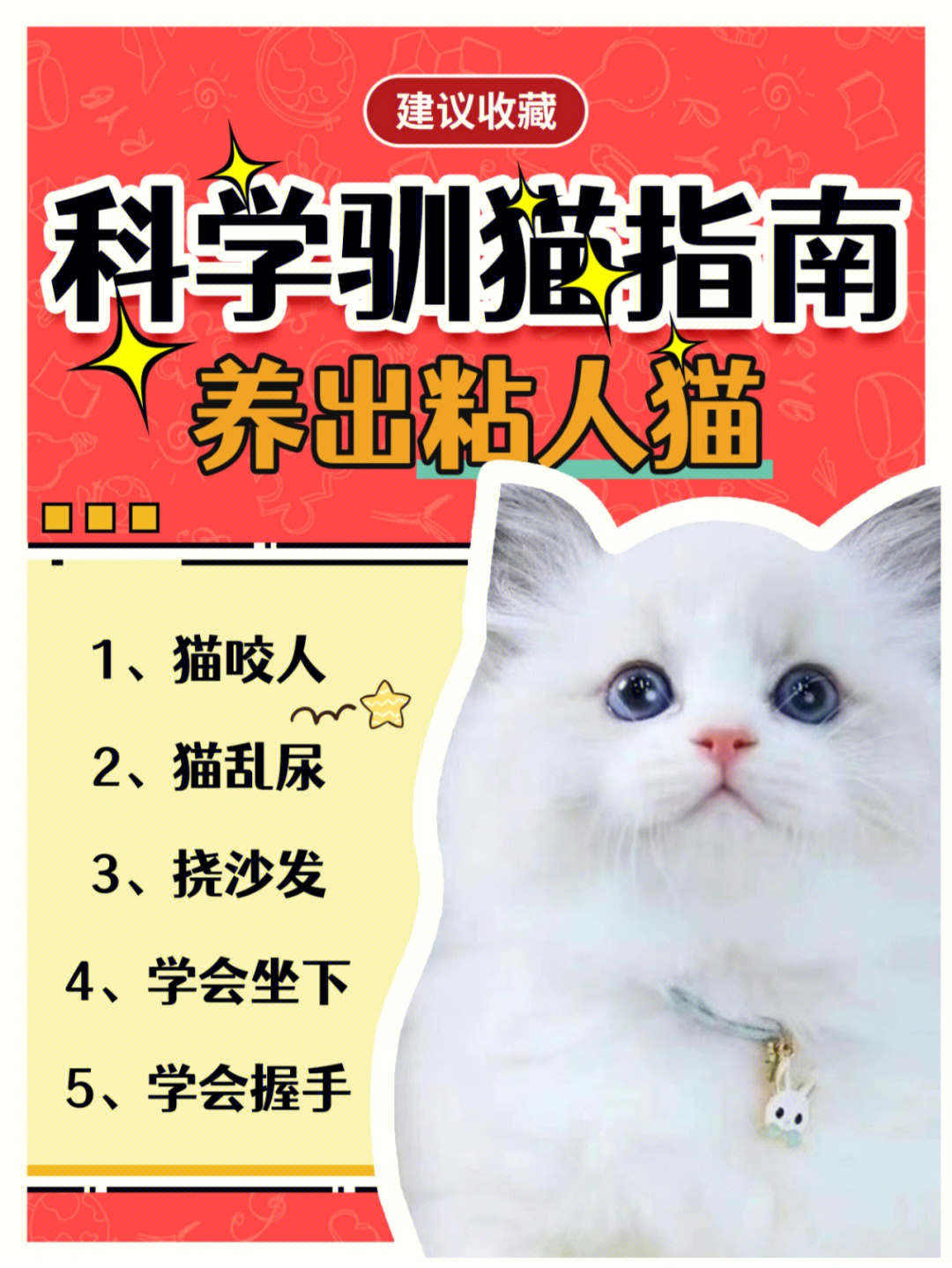 驯猫图片