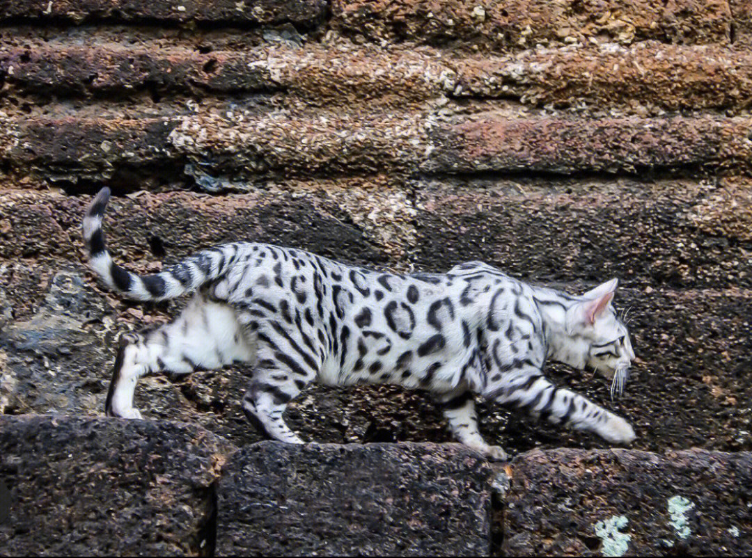孟加拉豹猫银色稀有色
