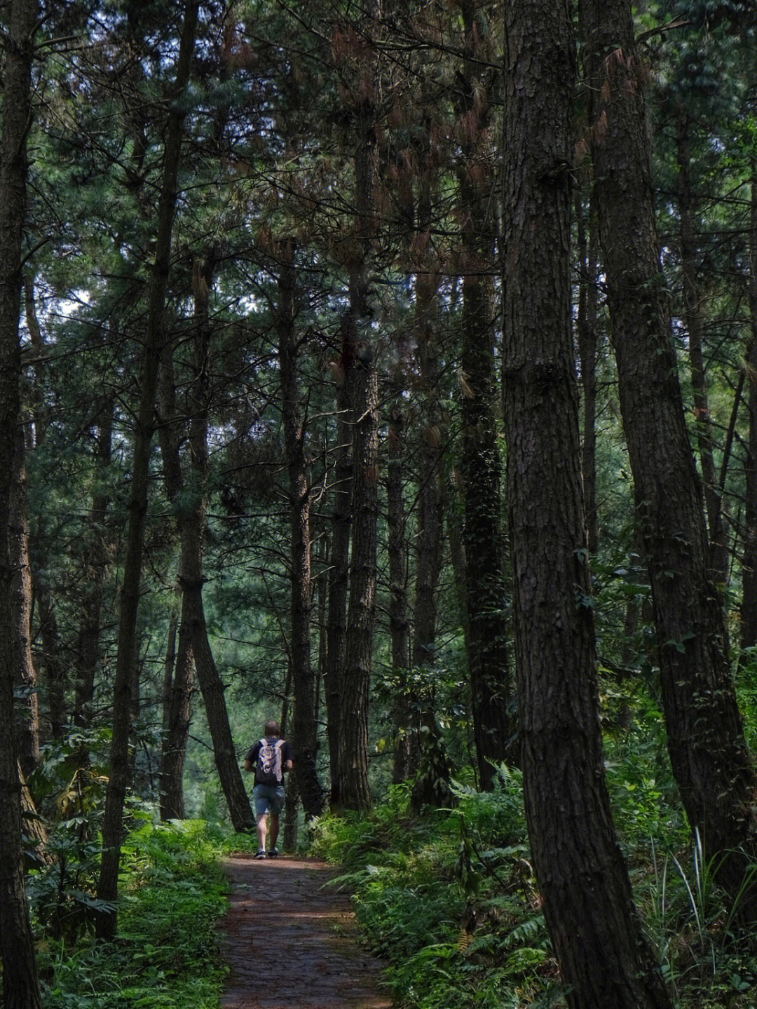 盘龙山森林公园