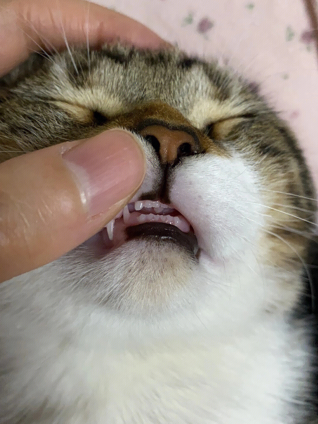 1个月的猫牙齿图图片