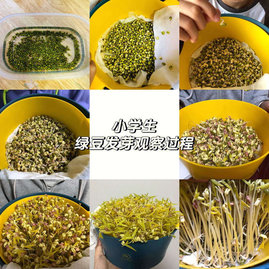 绿豆芽发芽过程图片