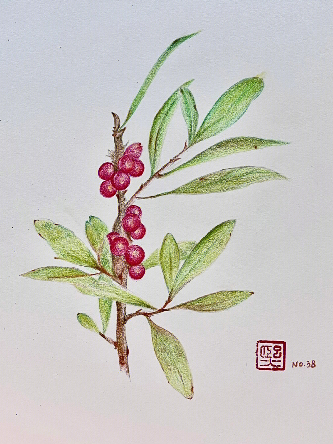 瑞香花画法图片