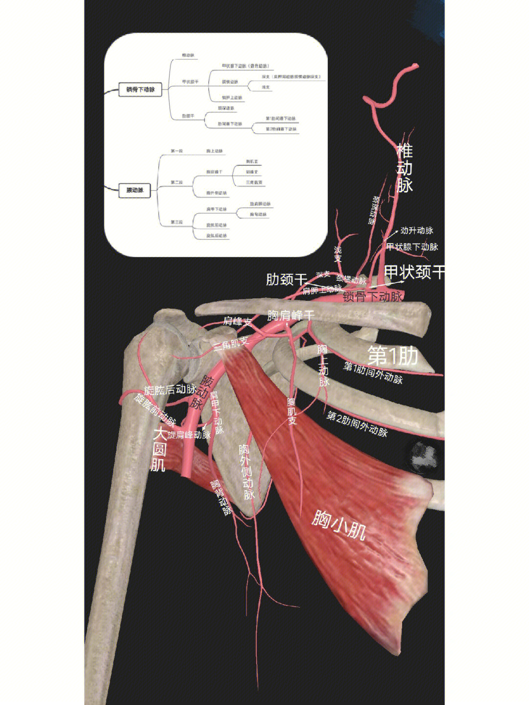 腋动脉锁骨下动脉肩胛骨的动脉