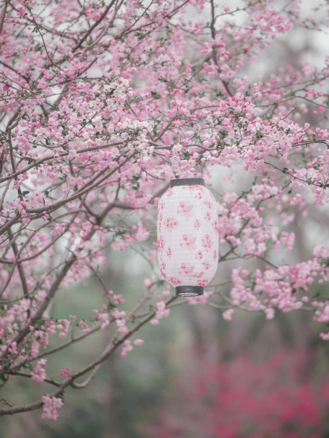 花莫愁剑侠图片