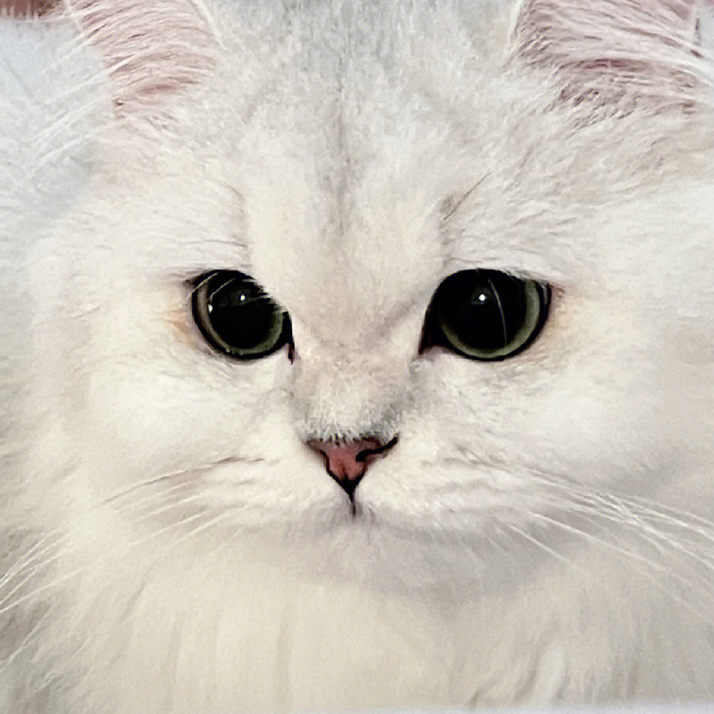 猫眼睛的形状类型图图片