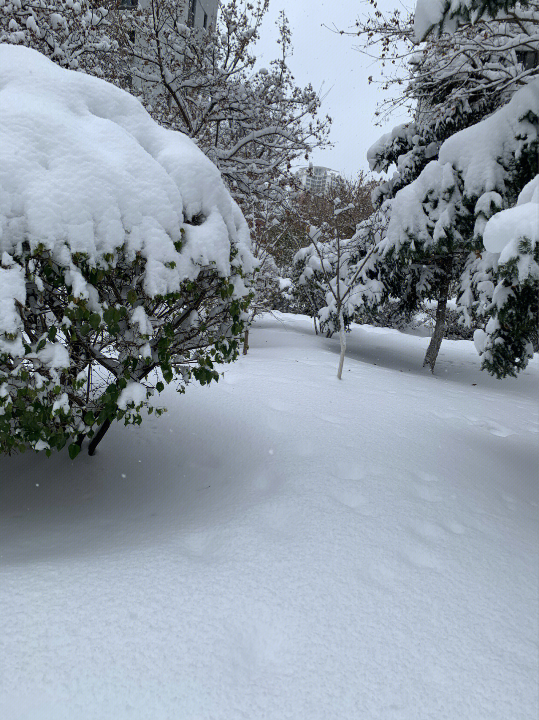 2007年鞍山大雪图片图片