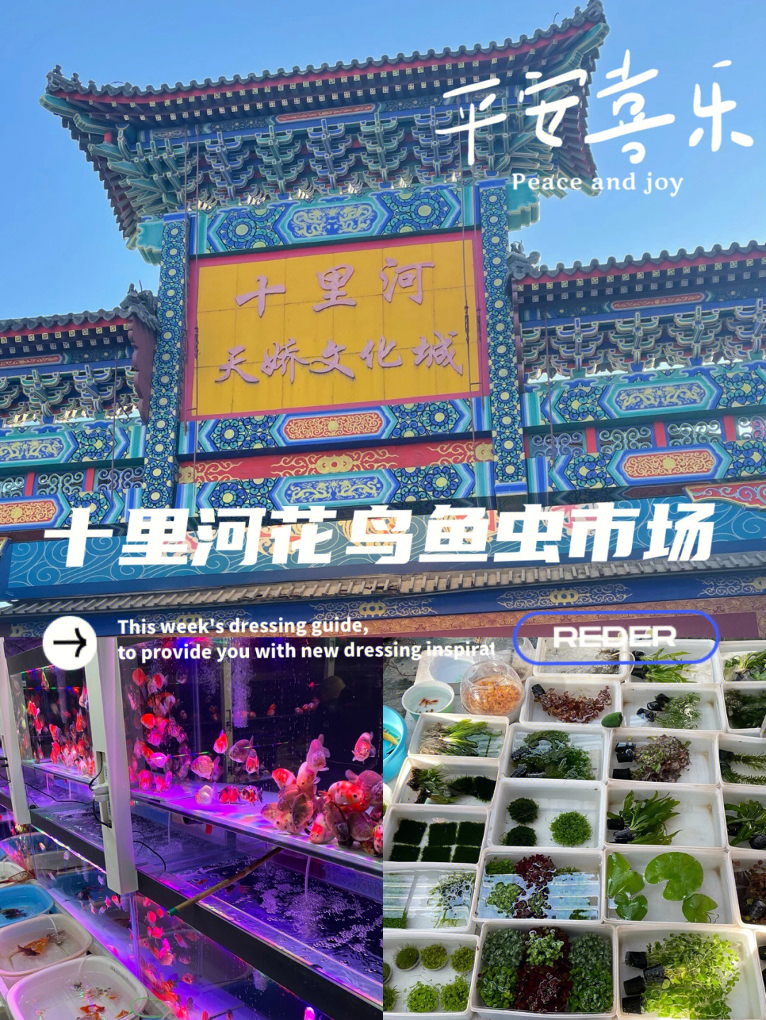 北京周末好去处十里河花鸟鱼虫市场