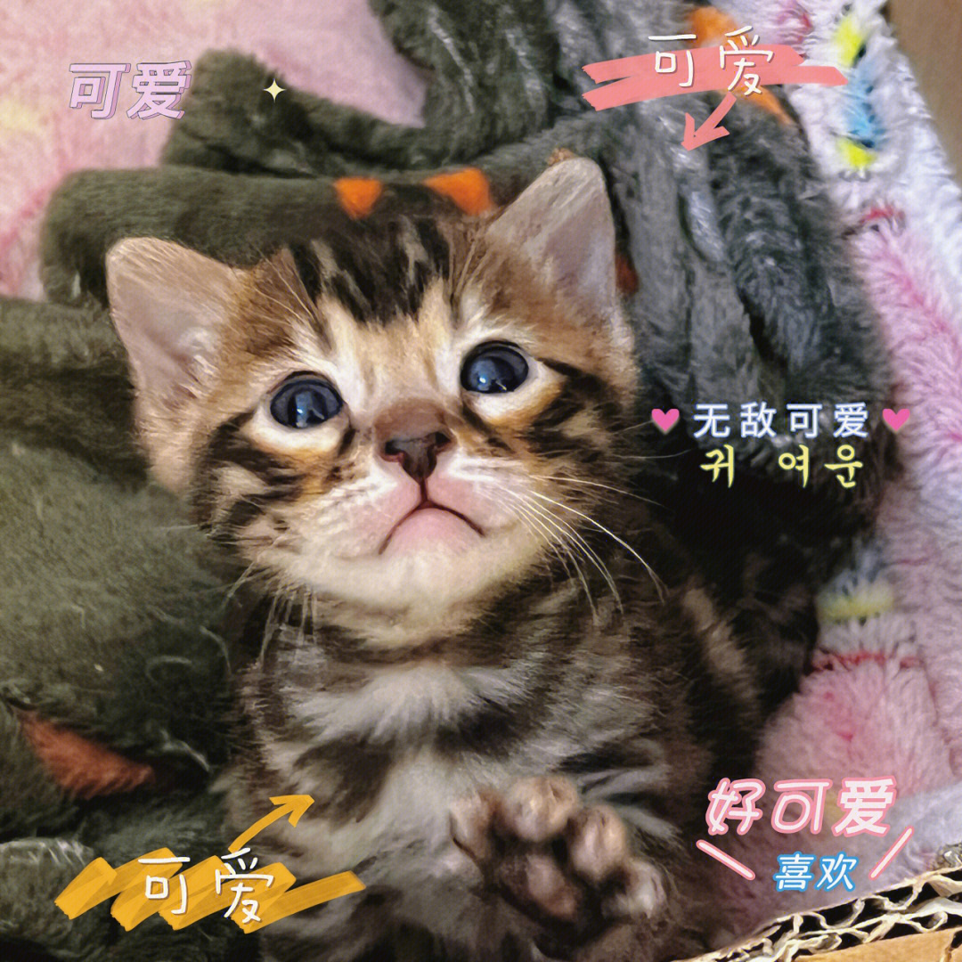 对小奶猫这种生物真的毫无抵抗力