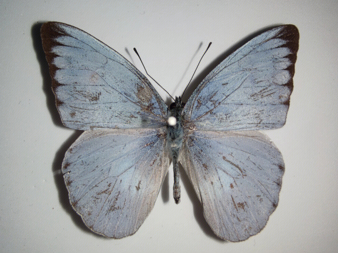 蝴蝶标本梳纹尖粉蝶淡蓝色的小粉蝶