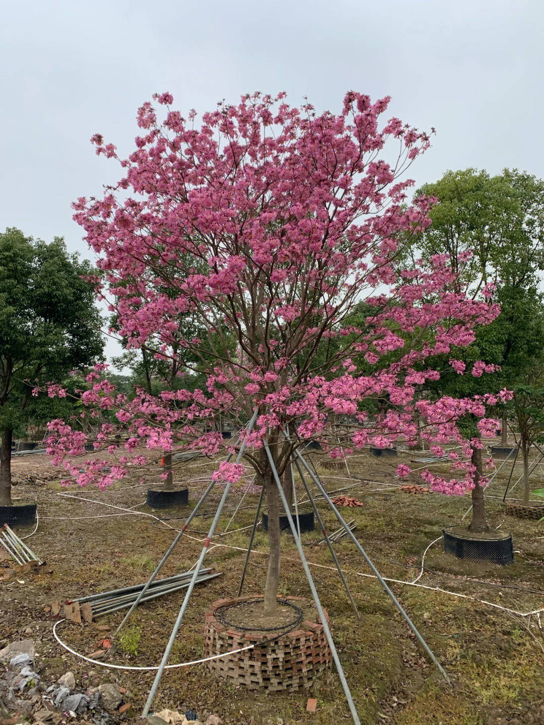 紫花风铃木