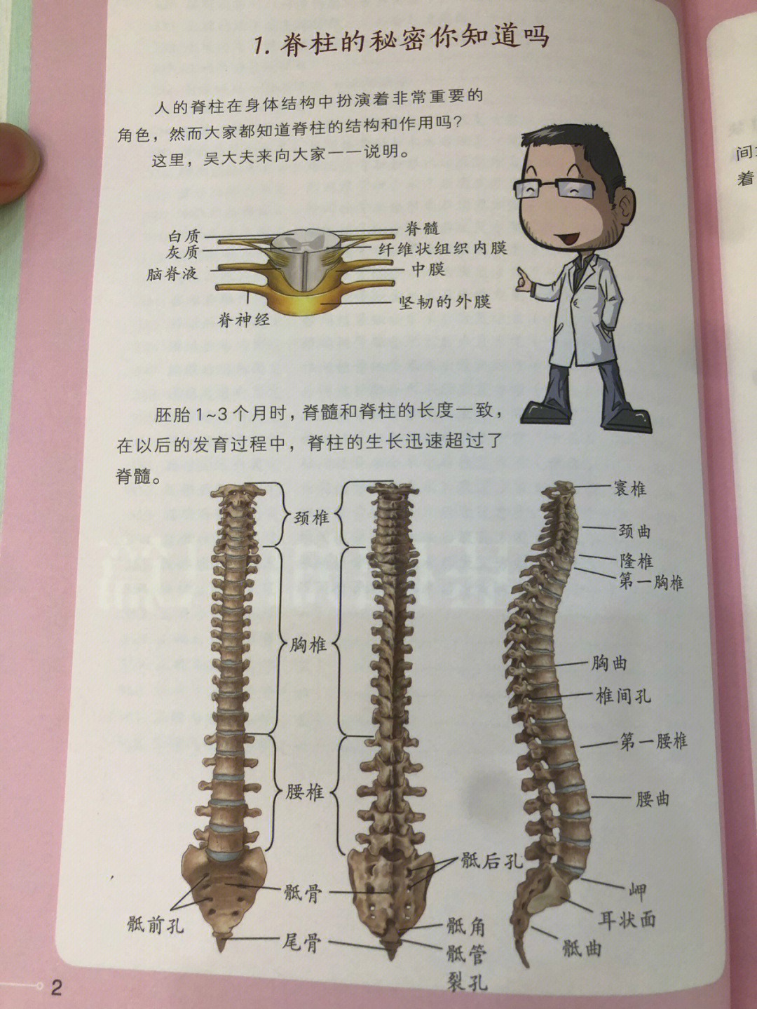 脊椎位于人体的后中央,26块椎骨,23块椎间盘31对神经根,有四块特殊