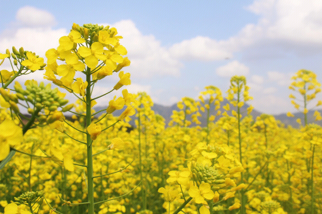 油菜花田头陀东岭头